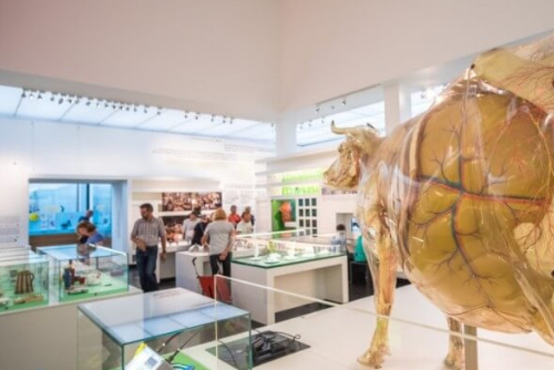 Deutsches Hygiene-Museum - Foto: Oliver Killig